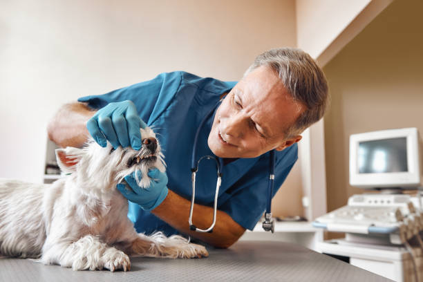 Best Weekend Emergency Dentist in Ferndale, WA